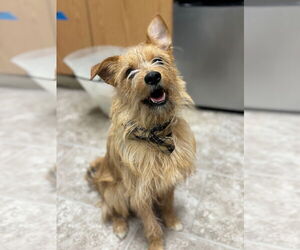 Mutt Dog for Adoption in GILBERTS, Illinois USA