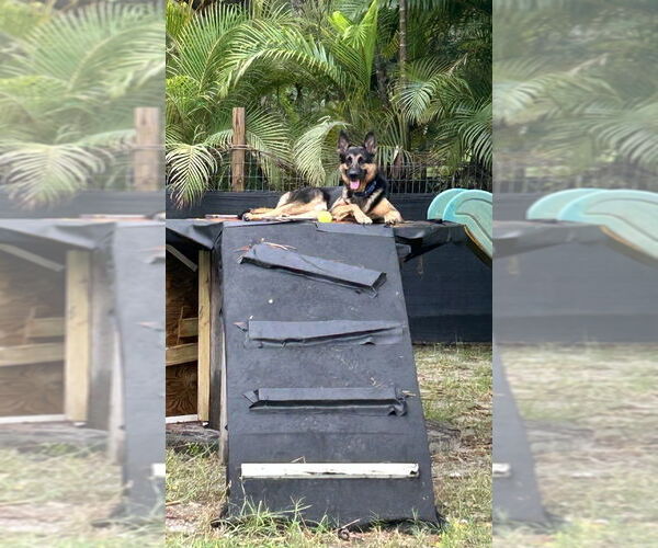 Medium Photo #5 German Shepherd Dog Puppy For Sale in West Palm Beach, FL, USA