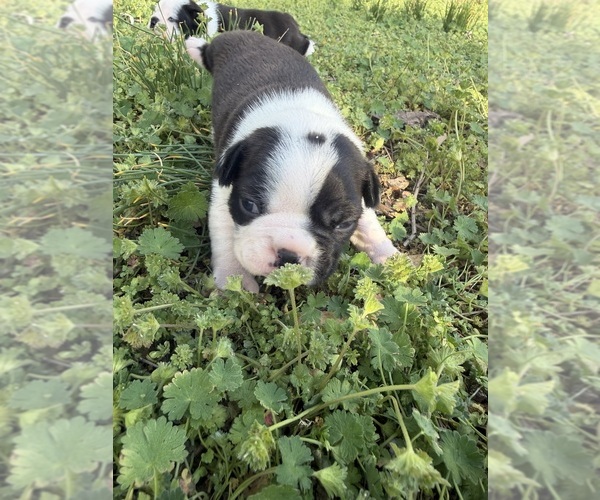 Medium Photo #1 Boston Terrier Puppy For Sale in FREDONIA, KS, USA