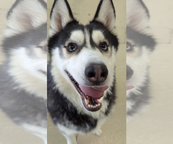 Medium Photo #3 - Mix Puppy For Sale in Queen Creek, AZ, USA