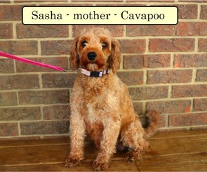 Mother of the Cavapoo puppies born on 03/20/2025
