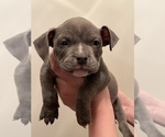 Small Photo #7 American Bully Puppy For Sale in MACON, GA, USA