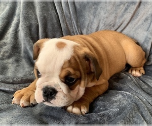 View Ad: English Bulldog Puppy for Sale near South Carolina, CHARLESTON ...