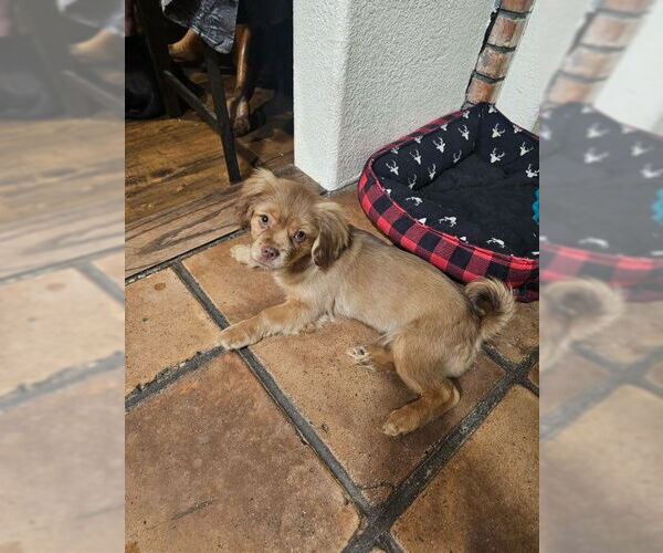 Medium Photo #1 Dachshund-Spaniel Mix Puppy For Sale in Apple Valley, CA, USA