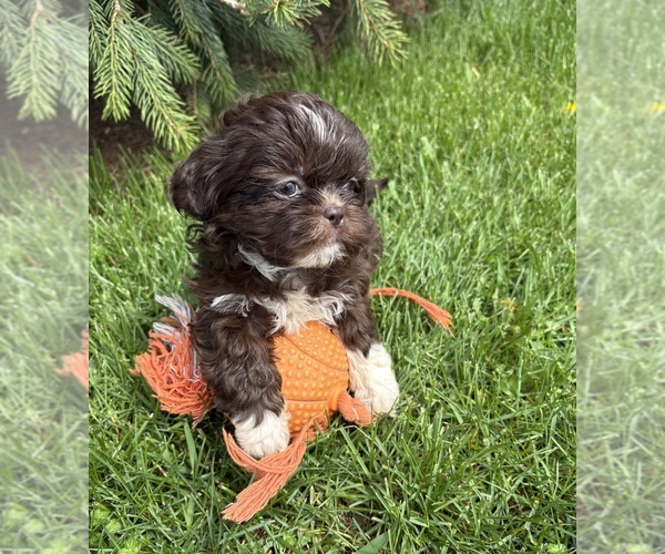 Medium Photo #4 Shih Tzu Puppy For Sale in MIDDLEBURY, IN, USA