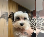 Small #19 Yorkshire Terrier
