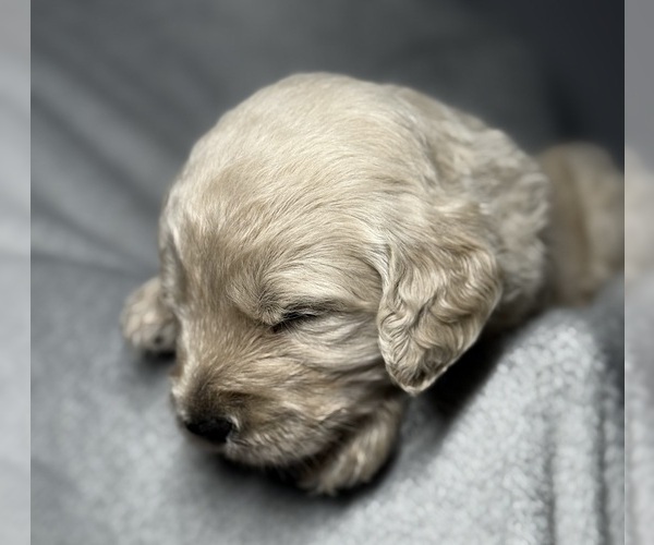 Medium Photo #13 Goldendoodle Puppy For Sale in HOWARD CITY, MI, USA