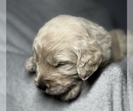Small Photo #13 Goldendoodle Puppy For Sale in HOWARD CITY, MI, USA
