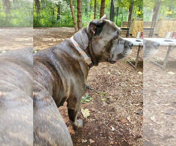 Medium Photo #1 Cane Corso Puppy For Sale in BELLEVILLE, MI, USA