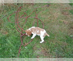 Brittany Puppy for sale in CATALPA, VA, USA