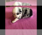 Small Photo #1 Australian Shepherd Puppy For Sale in RUTLEDGE, TN, USA