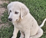 Puppy Puppy 4 Anatolian Shepherd-Karakachan Mix