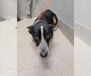 German Shepherd Dog-Unknown Mix Dogs for adoption in Las Vegas, NV, USA
