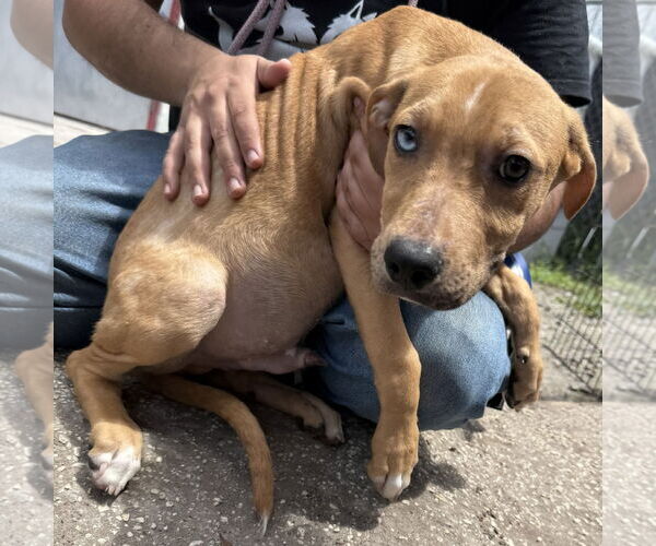 Medium Photo #7 Catahoula Leopard Dog-Unknown Mix Puppy For Sale in Sanford, FL, USA