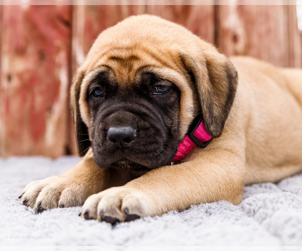 Medium Photo #22 Mastiff Puppy For Sale in WAKARUSA, IN, USA