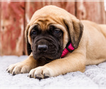 Small Photo #22 Mastiff Puppy For Sale in WAKARUSA, IN, USA