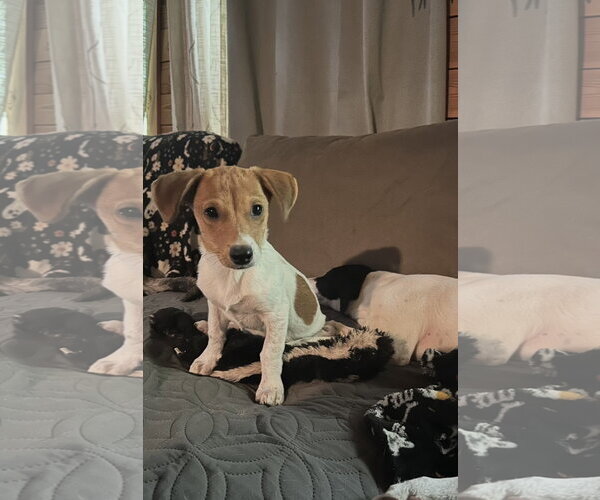 Medium Photo #1 Jack Russell Terrier-Parson Russell Terrier Mix Puppy For Sale in Ball Ground, GA, USA