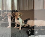 Small Jack Russell Terrier-Parson Russell Terrier Mix