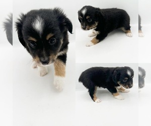 Miniature Australian Shepherd Puppy for sale in BROOKER, FL, USA