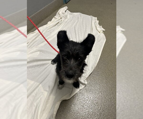 Medium Photo #1 Mutt Puppy For Sale in Las Vegas, NV, USA