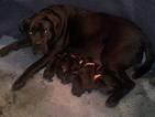 Small Photo #1 Cane Corso Puppy For Sale in CHARLOTTE, NC, USA