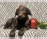 Small Photo #3 Labrador Retriever Puppy For Sale in CEDAR LANE, PA, USA