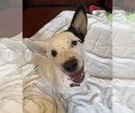 Small Photo #3 Mutt Puppy For Sale in Davis, CA, USA