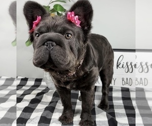 French Bulldog Puppy for sale in FRANKLIN, IN, USA