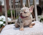 Small Photo #29 French Bulldog Puppy For Sale in GOSHEN, IN, USA