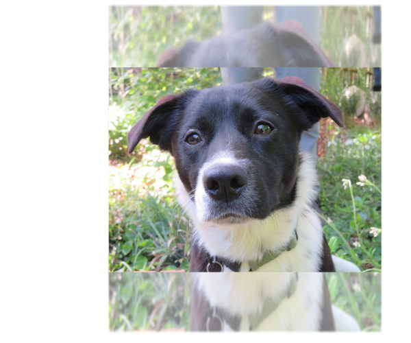 Medium Photo #13 Retriever -Unknown Mix Puppy For Sale in Greenbelt, MD, USA