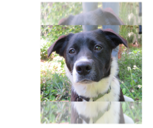 Minnie - Female Retriever -Unknown Mix Dog for Adoption - Photo #13