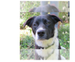 Small #12 Retriever  Mix