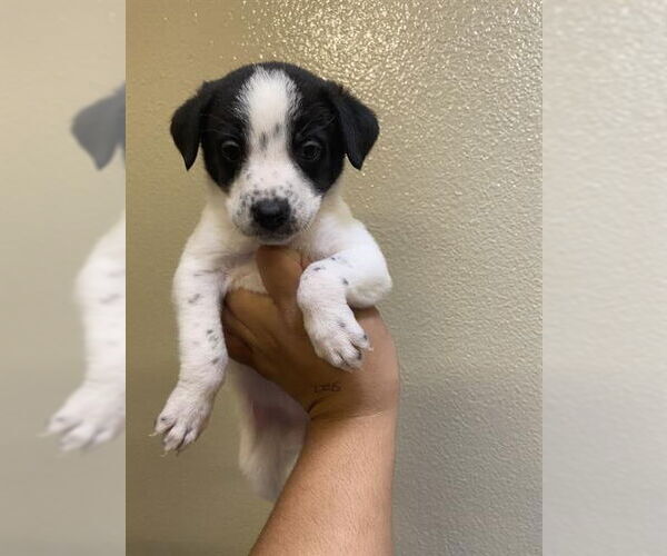 Medium Photo #1 Collie-Unknown Mix Puppy For Sale in Modesto, CA, USA