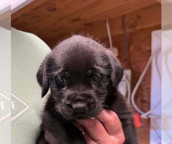 Medium Photo #2 Golden Retriever-Unknown Mix Puppy For Sale in Bolivar, MO, USA