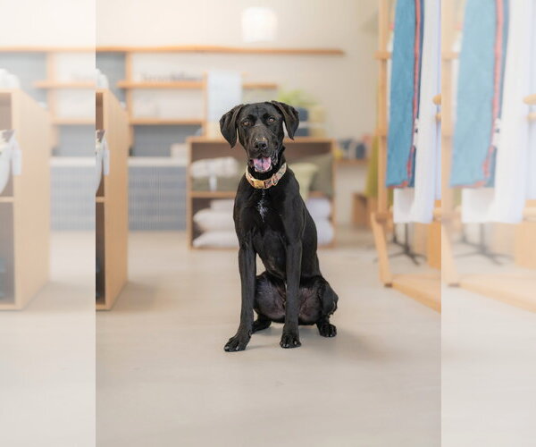 Medium Photo #5 Labrador Retriever-Unknown Mix Puppy For Sale in Marina Del Rey, CA, USA