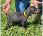 Small Photo #4 Doberman Pinscher Puppy For Sale in GUSTINE, CA, USA