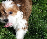 Small Photo #7 Mal-Shi-YorkiePoo Mix Puppy For Sale in ROCKVILLE, MD, USA