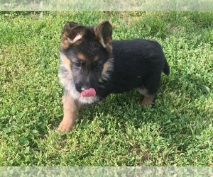 German Shepherd Dog Puppy for sale in EAGLE, ID, USA