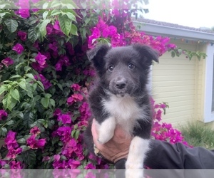 Shetland Sheepdog Puppy for sale in CERES, CA, USA