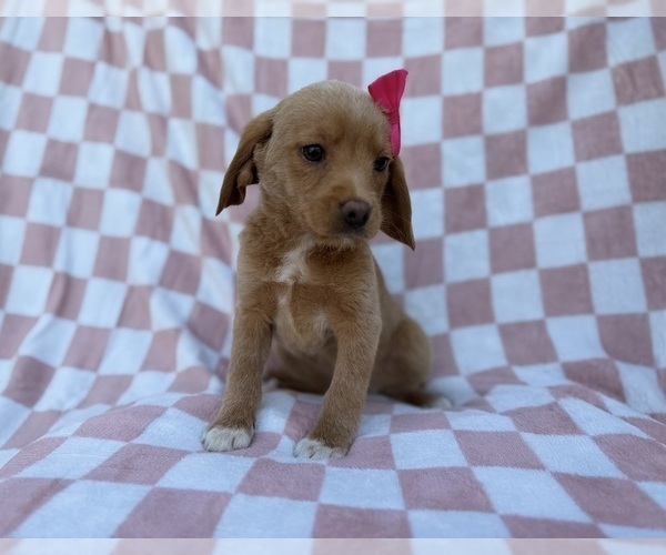Medium Photo #3 Beagle-Labradoodle Mix Puppy For Sale in LAKELAND, FL, USA