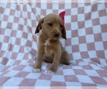 Small #2 Beagle-Labradoodle Mix