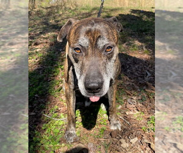 Medium Photo #1 Mutt Puppy For Sale in Calhoun, GA, USA