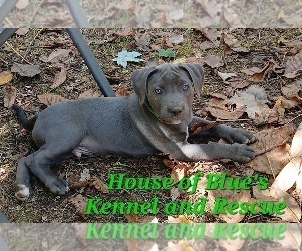 Medium Photo #5 American Pit Bull Terrier Puppy For Sale in DELAWARE, OH, USA