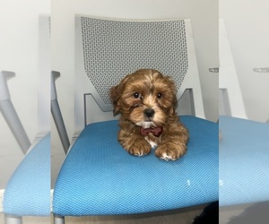 ShihPoo Puppy for sale in RANDOLPH, MA, USA