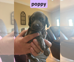Small #6 German Shorthaired Pointer