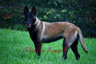 Mother of the Belgian Malinois puppies born on 08/08/2017