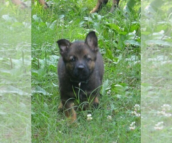 Medium Photo #6 German Shepherd Dog Puppy For Sale in POWDER SPRINGS, GA, USA