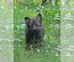 Small #5 German Shepherd Dog