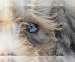Small #1 Poodle (Miniature)