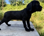 Small #2 Cane Corso